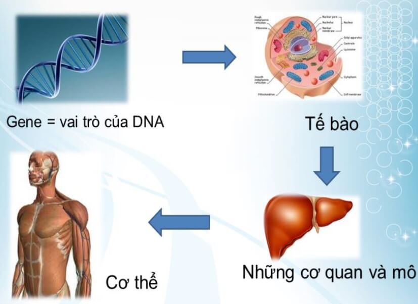 gene và adn (1)