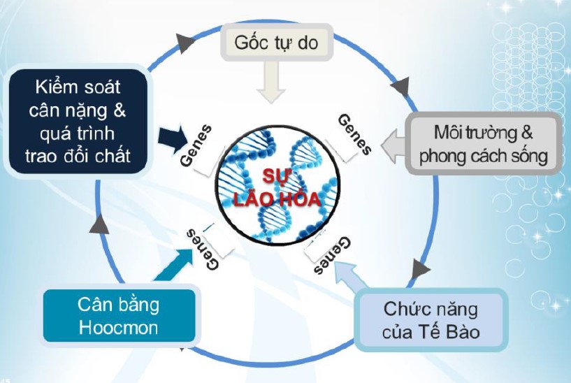 vòng tròn cuộc sống